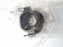 Image of BEARING. Clutch Release.  [EZO]. image for your Dodge Ram 3500